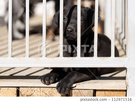 Lonely dog in a cage. Lonely dog in a cage. 112971516