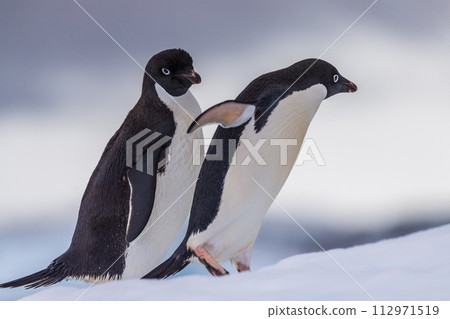 Adelie Penguin standing on an iceberg 112971519
