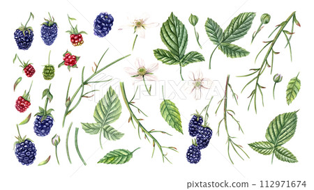 Berries, leaves, flowers, buds. Set of Blackberries for creating composition, design. Branch for berry. Ripe and unripe dewberries. Watercolor botanical illustration isolated on white background. Berries, leaves, flowers, buds. Set of Blackberries for creating composition, design. Branch for berry. Ripe and unripe dewberries. Watercolor botanical illustration isolated on white background. 112971674