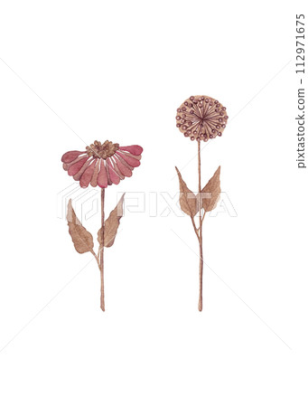 A pair of wildflowers. Floral watercolor illustrations in brown tones A pair of wildflowers. Floral watercolor illustrations in brown tones 112971675