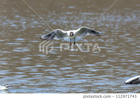 Black-Headed Gull, Chroicocephalus ridibundus in flight. Adult winter plumage 112971743