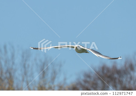 The European Herring Gull, Larus argentatus is a large gull. Here flying in the air. 112971747