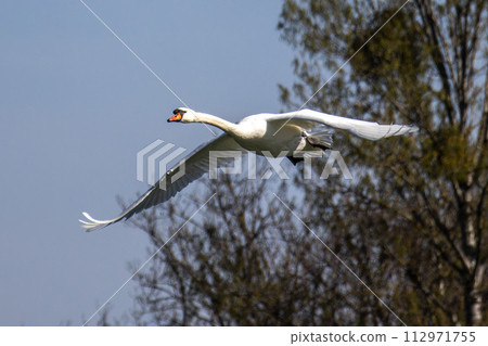 Mute swan, Cygnus olor flying over a lake in the English Garden in Munich, Germany 112971755