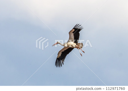White Stork, Ciconia ciconia on the nest in Oettingen, Swabia, Bavaria, Germany, Europe White Stork, Ciconia ciconia on the nest in Oettingen, Swabia, Bavaria, Germany, Europe 112971760