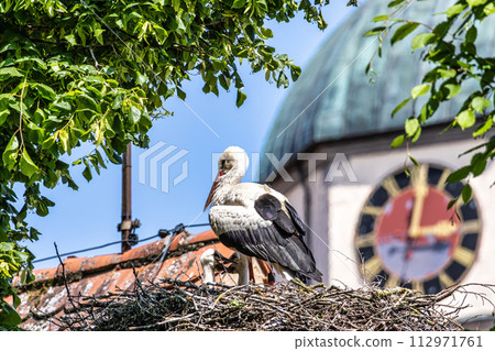 European white Stork, Ciconia ciconia with small babies on the nest in Oettingen, Swabia, Bavaria, Germany, Europe European white Stork, Ciconia ciconia with small babies on the nest in Oettingen, Swabia, Bavaria, Germany, Europe 112971761