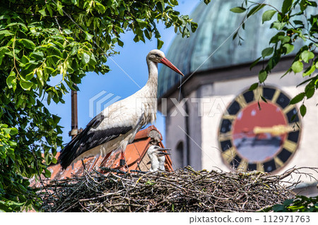 European white Stork, Ciconia ciconia with small babies on the nest in Oettingen, Swabia, Bavaria, Germany, Europe 112971763