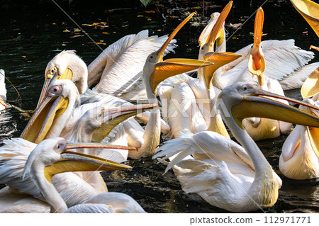 Great White Pelican, Pelecanus onocrotalus in a park 112971771
