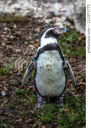 Humboldt Penguin, Spheniscus humboldti in a park 112971775