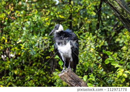 The Straw-necked Ibis, Threskiornis spinicollis is a bird of the ibis family The Straw-necked Ibis, Threskiornis spinicollis is a bird of the ibis family 112971778