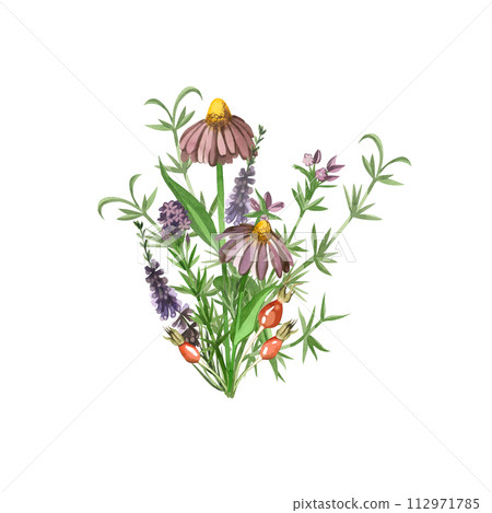 A bouquet of meadow herbs painted in watercolor. Echinacea, heather, greenery, rosehip hand drawn in purple, red and green watercolor. For printing on fabric and paper, textile design, scrapbooking. 112971785