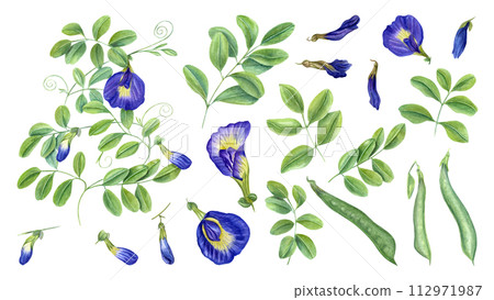 Climbing blue clitoria ternatea in full bloom. Green leaves, flowers, buds. Dried flower, pod, leaf. Bending branches of Asian plant. Butterfly pea flower. Watercolor illustration isolated on white. 112971987