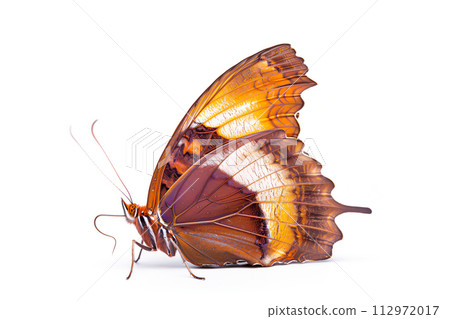 Beautiful Noble Leafwing butterfly isolated on a white background. Side view Beautiful Noble Leafwing butterfly isolated on a white background. Side view 112972017