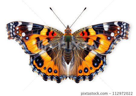 Beautiful Red Admiral butterfly isolated on a white background with clipping path 112972022