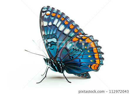 Beautiful Red spotted purple butterfly isolated on a white background. Side view Beautiful Red spotted purple butterfly isolated on a white background. Side view 112972043