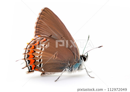 Beautiful Great Purple Hairstreak butterfly isolated on a white background. Side view Beautiful Great Purple Hairstreak butterfly isolated on a white background. Side view 112972049