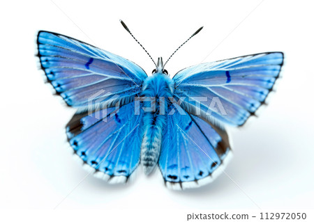 Beautiful Common Blue butterfly isolated on a white background with clipping path 112972050