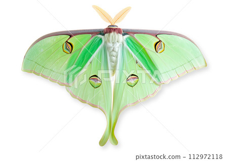 Beautiful Luna Moth butterfly isolated on a white background with clipping path Beautiful Luna Moth butterfly isolated on a white background with clipping path 112972118