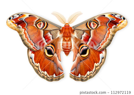 Beautiful Atlas Moth butterfly isolated on a white background with clipping path Beautiful Atlas Moth butterfly isolated on a white background with clipping path 112972119