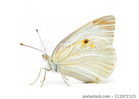 Beautiful Large White butterfly isolated on a white background. Side view Beautiful Large White butterfly isolated on a white background. Side view 112972123