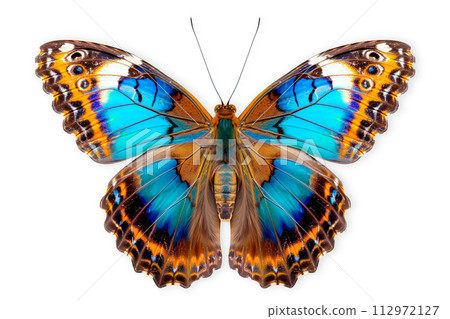 Beautiful Malabar Banded Peacock butterfly isolated on a white background with clipping path Beautiful Malabar Banded Peacock butterfly isolated on a white background with clipping path 112972127
