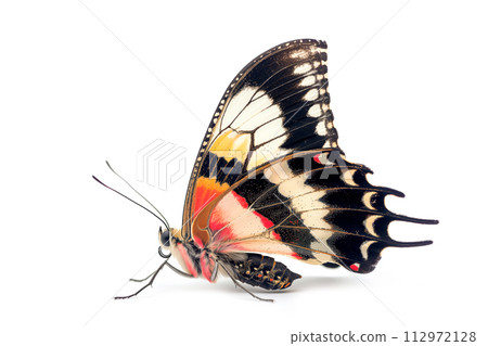 Beautiful Sri Lankan Ceylon Rose butterfly isolated on a white background. Side view Beautiful Sri Lankan Ceylon Rose butterfly isolated on a white background. Side view 112972128