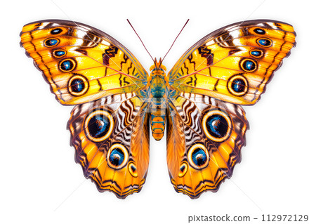 Beautiful Two-eyed Eighty-eight butterfly isolated on a white background with clipping path 112972129