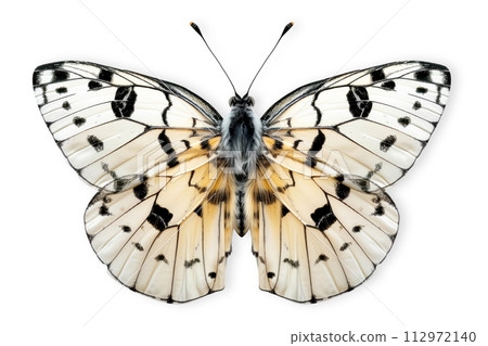 Beautiful Precis Octavia butterfly isolated on a white background with clipping path 112972140