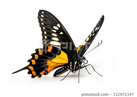 Beautiful Glory of Bhutan or Goliath butterfly isolated on a white background. Side view 112972147