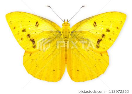 Beautiful Eurema Alitha Grass Yellow butterfly isolated on a white background with clipping path 112972263