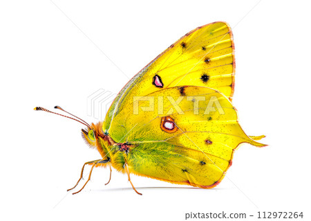 Beautiful Clouded Yellow butterfly isolated on a white background with clipping path. Side view. Beautiful Clouded Yellow butterfly isolated on a white background with clipping path. Side view. 112972264