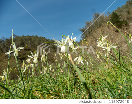 Narcissus triandrus or the Angel's Tears daffodil white flowers 112972648