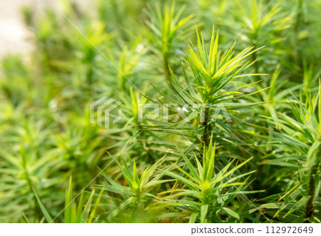 Bright green common haircap moss. Polytrichum commune. 112972649