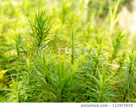 Green Polytrichum commune  or common haircap moss. 112972650