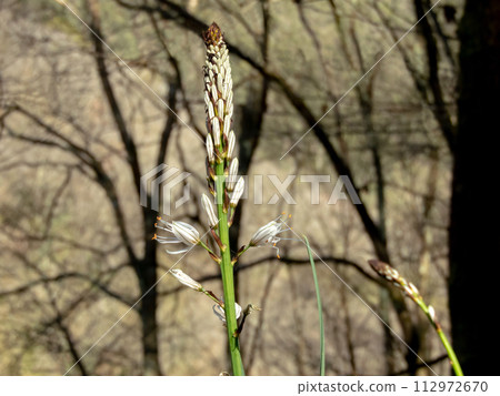Asphodelus albus or white asphodel flowering plant 112972670