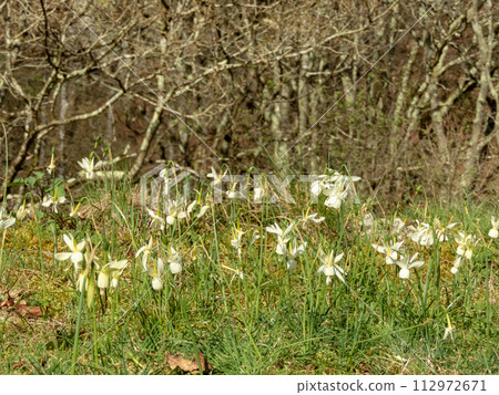 Angel's Tears daffodil or narcissus triandrus white flowers 112972671