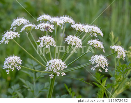 Oenanthe crocata, hemlock water-dropwort or dead man's fingers plant flowers 112972682
