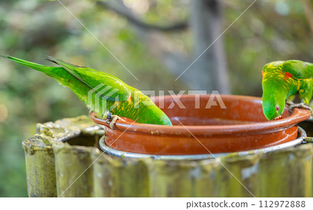 parrot in a park 112972888