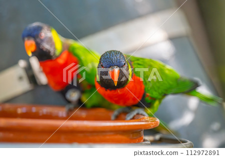 parrot in a park 112972891