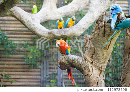 parrot in a park 112972896