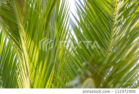 background of palm leaves 112972906