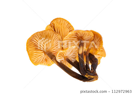 honey mushrooms isolated 112972963