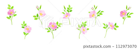Tender Pink Flowers of Rosa Canina or Dog Rose Plant Vector Set 112973070