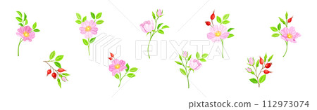 Tender Pink Flowers of Rosa Canina or Dog Rose Plant Vector Set 112973074