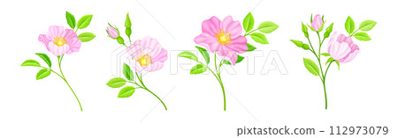 Tender Pink Flowers of Rosa Canina or Dog Rose Plant Vector Set Tender Pink Flowers of Rosa Canina or Dog Rose Plant Vector Set 112973079