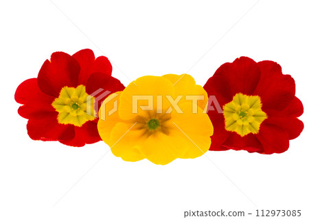primrose flowers isolated 112973085