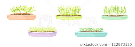 Fresh Micro Green Growing in Pots Vector Set 112973130