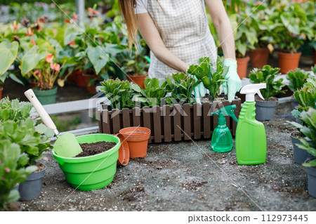 Close up of young woman transplants plants and takes care of flowerpots in greenhouse. 112973445