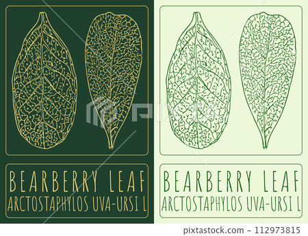 Vector drawing BEARBERRY LEAF. Hand drawn illustration. The Latin name is ARCTOSTAPHYLOS UVA-URSI L Vector drawing BEARBERRY LEAF. Hand drawn illustration. The Latin name is ARCTOSTAPHYLOS UVA-URSI L 112973815