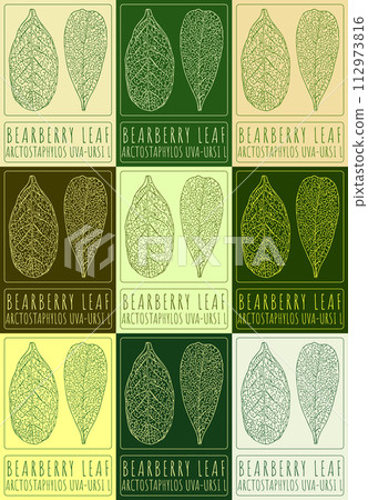 Set of vector drawing BEARBERRY LEAF in various colors. Hand drawn illustration. The Latin name is ARCTOSTAPHYLOS UVA-URSI L 112973816