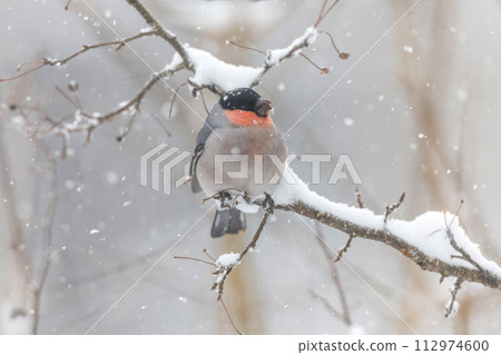 A heron perches on a branch and eats buds. A heron perches on a branch and eats buds. 112974600